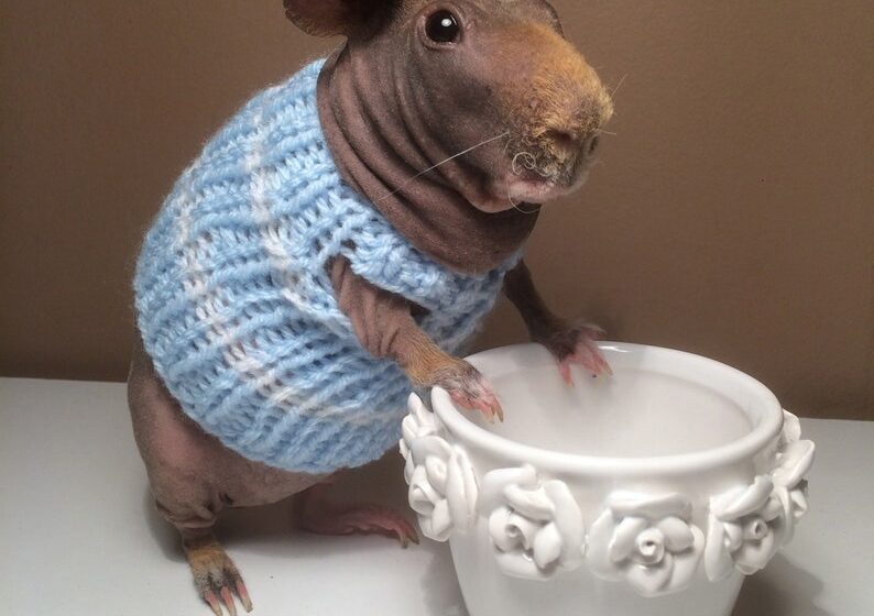  Swedish Woman Knits Coats For Guinea Pigs That Look Very Cute On Them