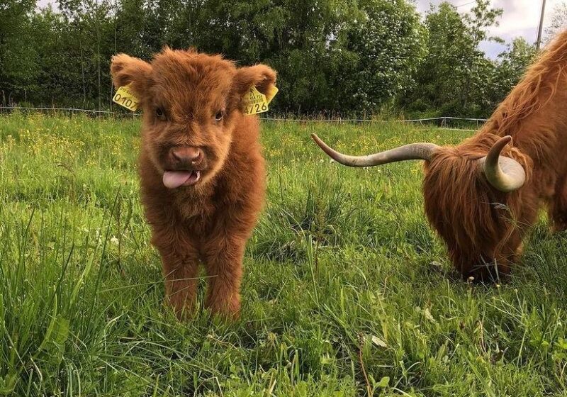  Meet The Cutest Fluffy Calves That Will Steal Your Heart