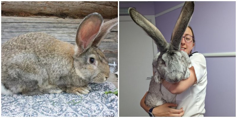  Police rescued 47 giant rabbits from slaughter