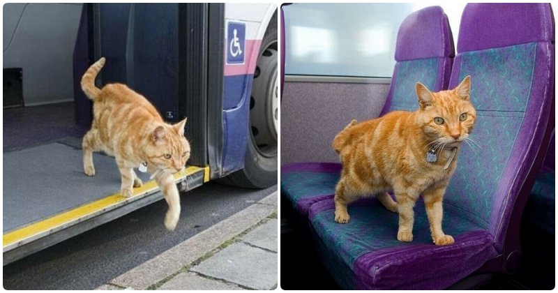  Cat Has Ridden with Bus Alone Every Day for the Past 5 Years and Never Get Lost