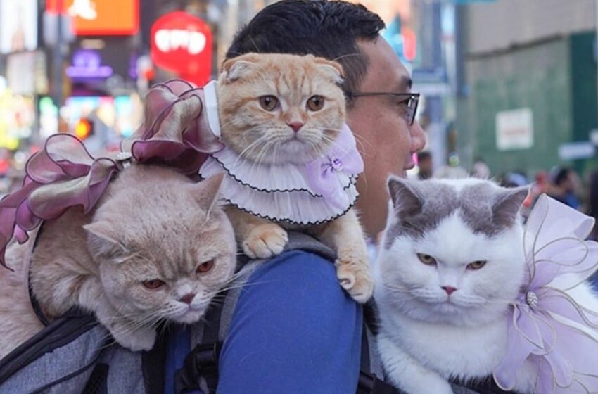  Adventurous Couple Travels the World With Their Three Cats