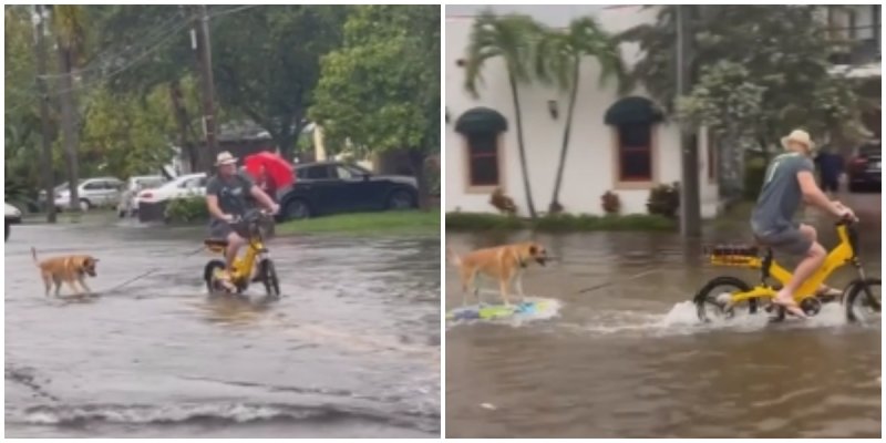  Dog Surfaced On A Board Through The Flooded Streets