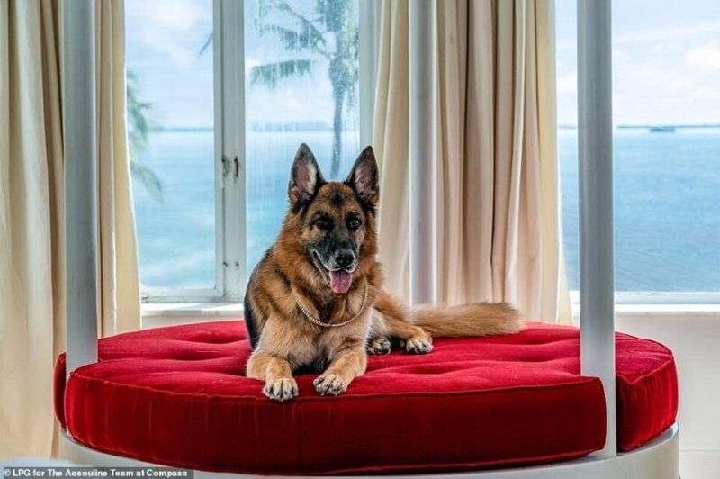  Meet The World’s Richest Dog, Who Owns Mansion In Miami