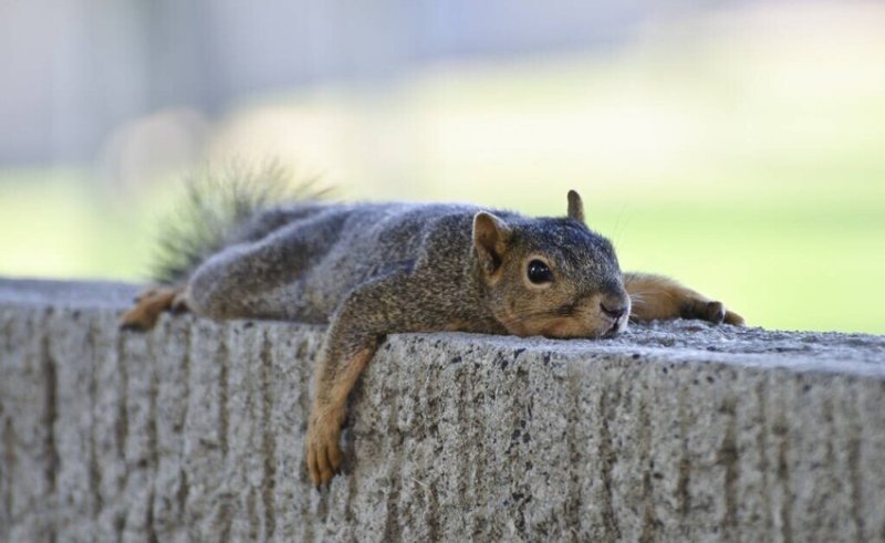  Squirrels Are Spotted Stretching Out On The Ground All Over The City To Cool Down In Record-Breaking Heatwave