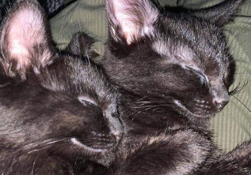  Kittens Find Their Happily Ever After Together After Leaving Life as Feral Cats