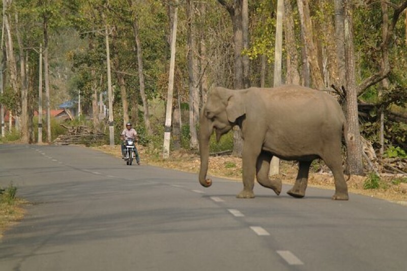  Elephant Decided To Attack Bus And Scare The Passengers
