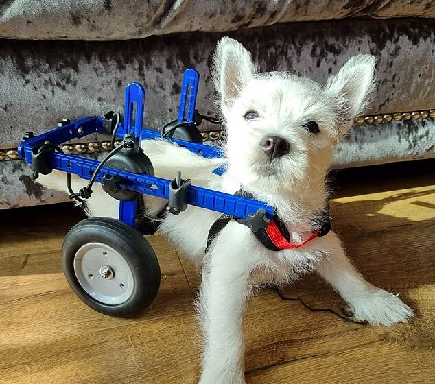  Paralysed Puppy Finally Goes For A Walk Using Special Wheelchair