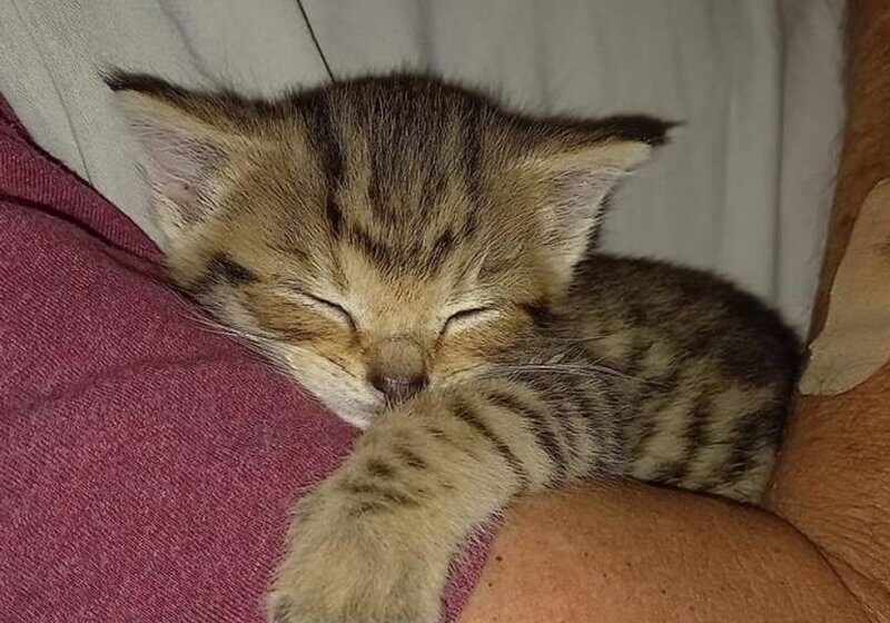  Kitten Found in National Park by Himself, Now Clings to People Day and Night to Make Up for Lost Time
