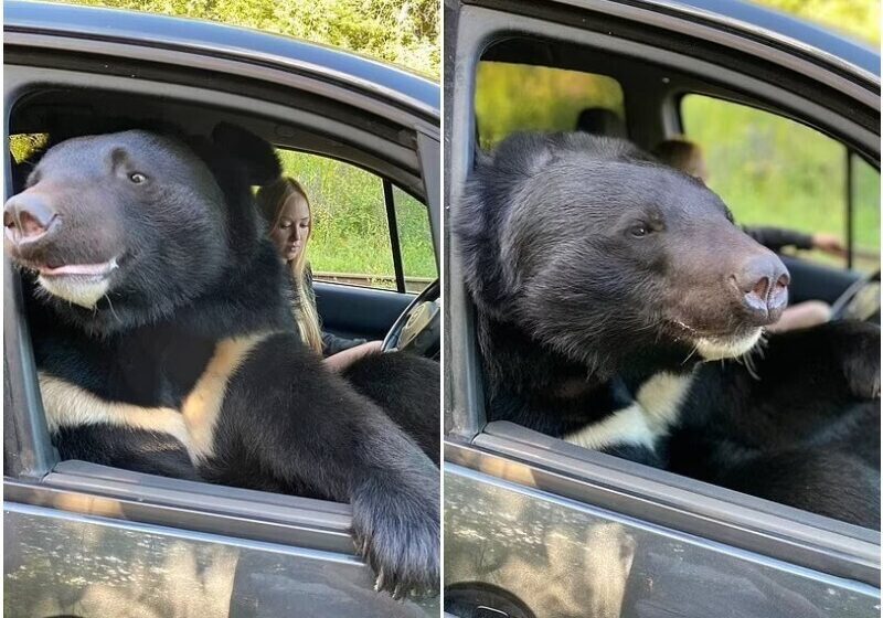  Wild Animal Is Transported By Car And Loves To Ride Shotgun In The Front