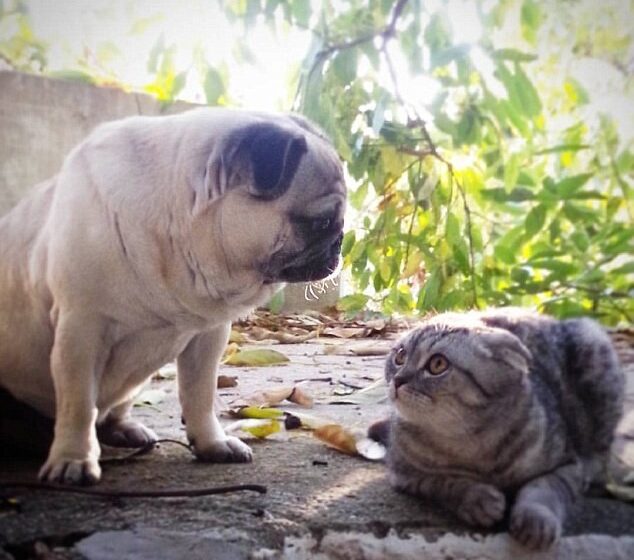  The Inseparable Couple: Pug and Cat Are Travelling in Spain