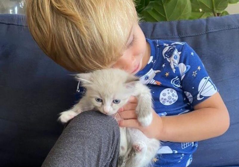  Kittens Find Cutest Little Caretaker Who Has Been with Cats Since He was Born