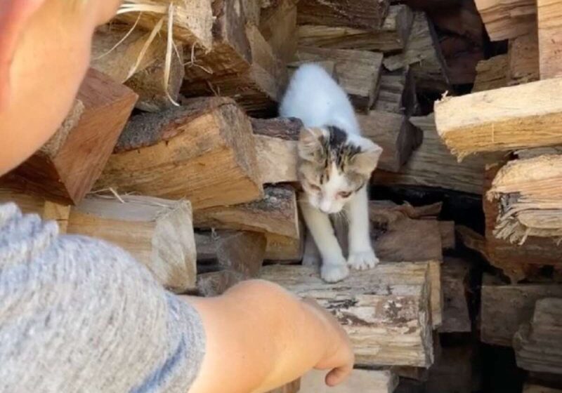  Boys Spot Stray Cat Hidden In Wood Pile And Instantly Know She’s Family