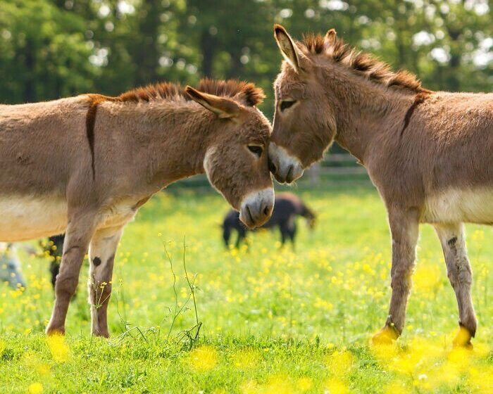  The Cutest Footage Of Donkeys Living In An Italian Nature Reserve