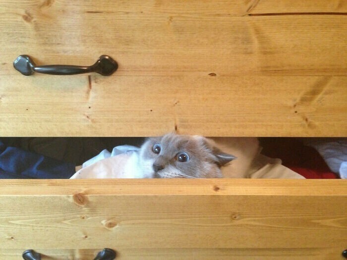  10+ Funny Cats That Climbed Into The Most Unpredictable Places