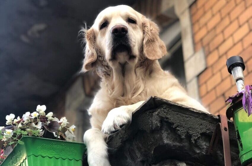  Golden Retriever That Sits On The Balcony Every Day Has Become Real Attraction In Town