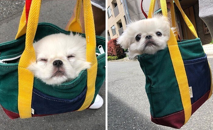  20+ Cutest Dogs In Bags Caught On The Street And In Transportation