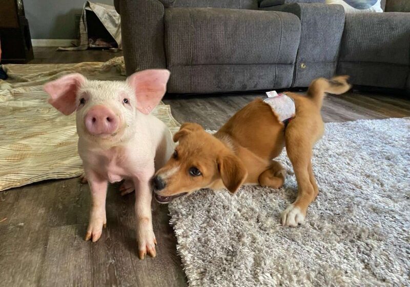  Rescue Piglet And Special Needs Puppy Immediately Become Best Friends