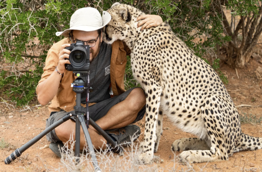  Wild Cheetah Suddenly Approached The Photographer And Hugged Him