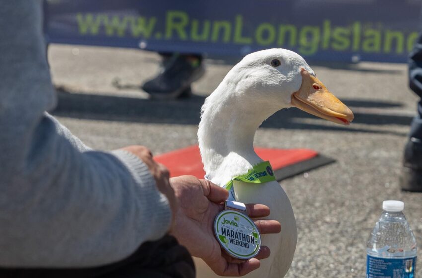  Duck Runs NYC Marathon And Charms Onlookers