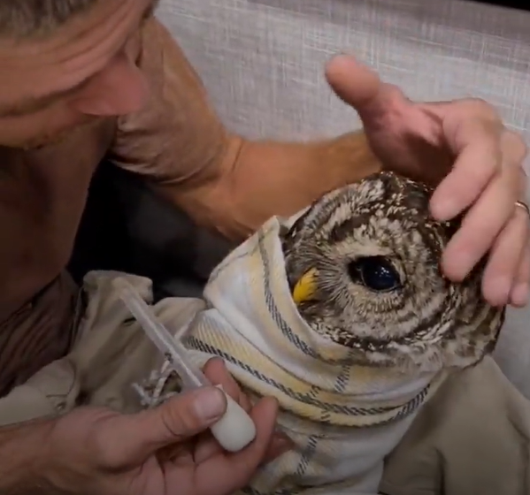 People Bring Injured Owl Into Their House And He Trusts Them Completely