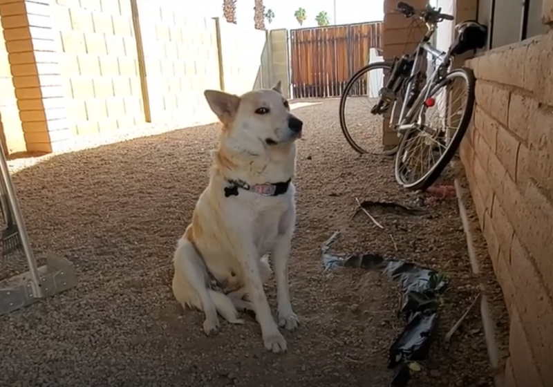  Shy Foster Dog Is Too Scared To Go Inside The House