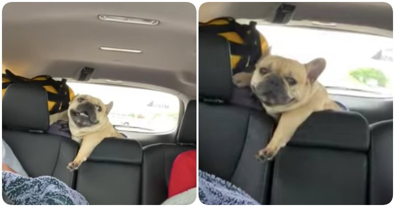  The French Bulldog Won’t Shut Up During The Car Ride