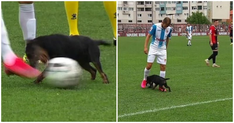  Dog Steals The Ball And Nutmegs Two Players During Match