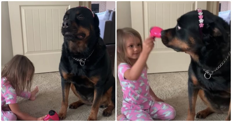  Patient Rottweiler Maya Gets Pampered on Spa Day
