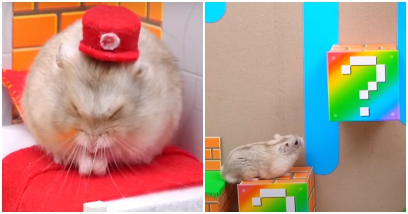  The Owner Made a Super Mario-Style Maze For His Hamster