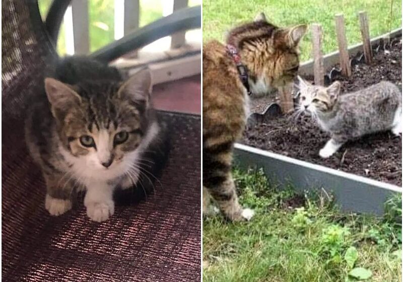  Kitten Wandered into Family Garden and Befriended Their Cat, She Came Back to Leave Streets Behind