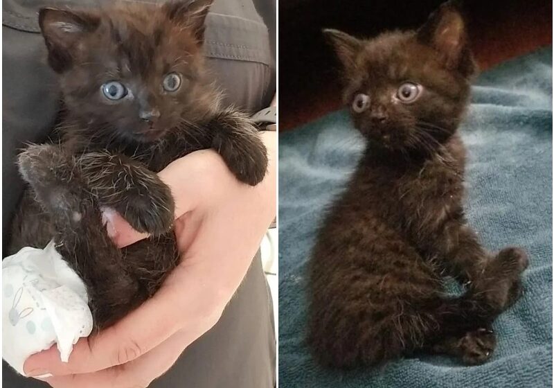  Kitten Scoots His Way to Perfect Home and Transforms into Feisty Doe-eyed Cat