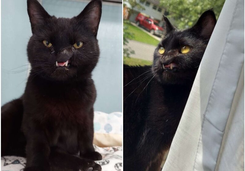  Shelter Worker Sees Cat With Unique Face And Knows She Needs To Take Her Home