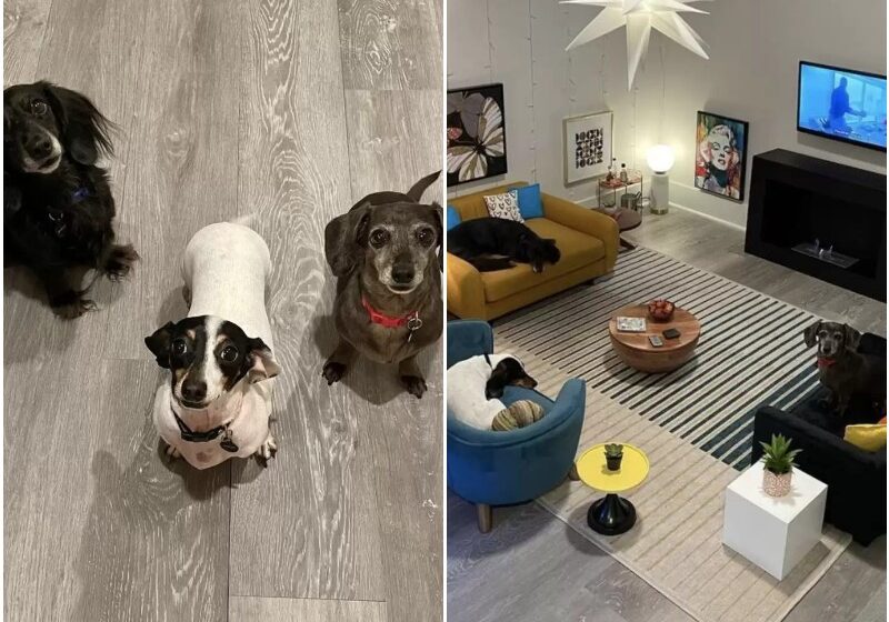  Guy Turns Spare Bedroom Into Tiny Living Room For His Dogs