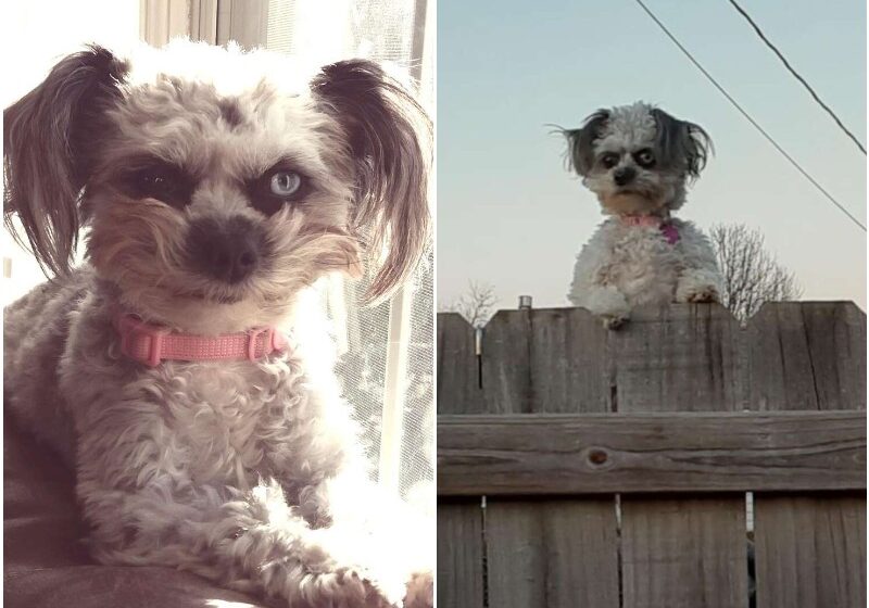  This Little Dog Peeking Over A Fence Is Making People Uncomfortable
