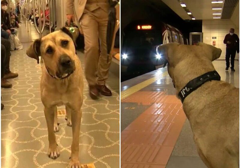  Stray Dog Takes The Train All By Himself Every Day