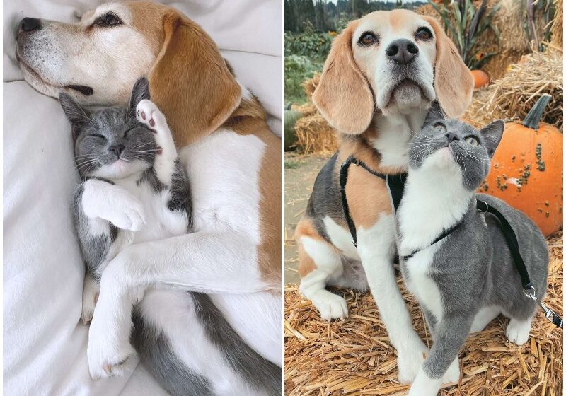  The Sweetest Cat And Dog Really Adore Each Other