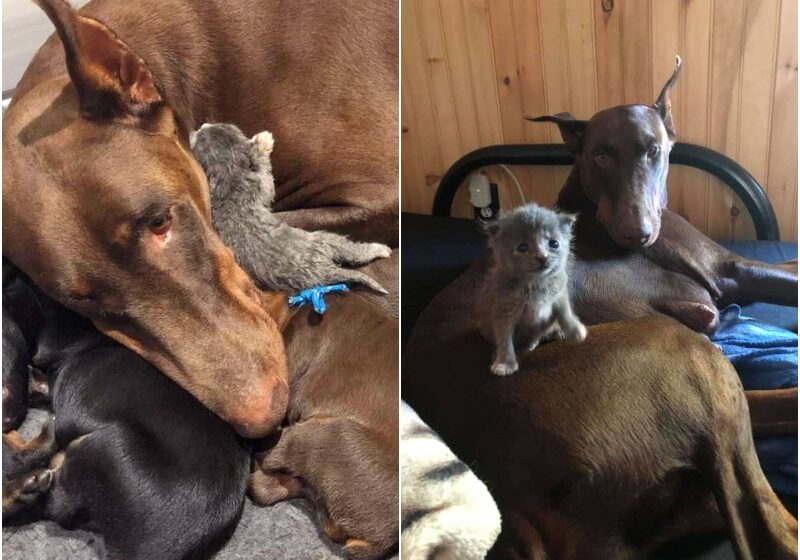  Big Mama Dog Adopts Newborn Kitten And Carries Her Around In Her Mouth