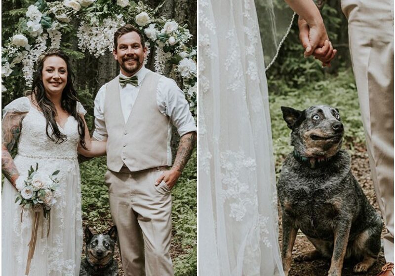  Dog Goes Viral For Photobombing Its Owners’ Wedding Picture, Others Share Their Own Pics