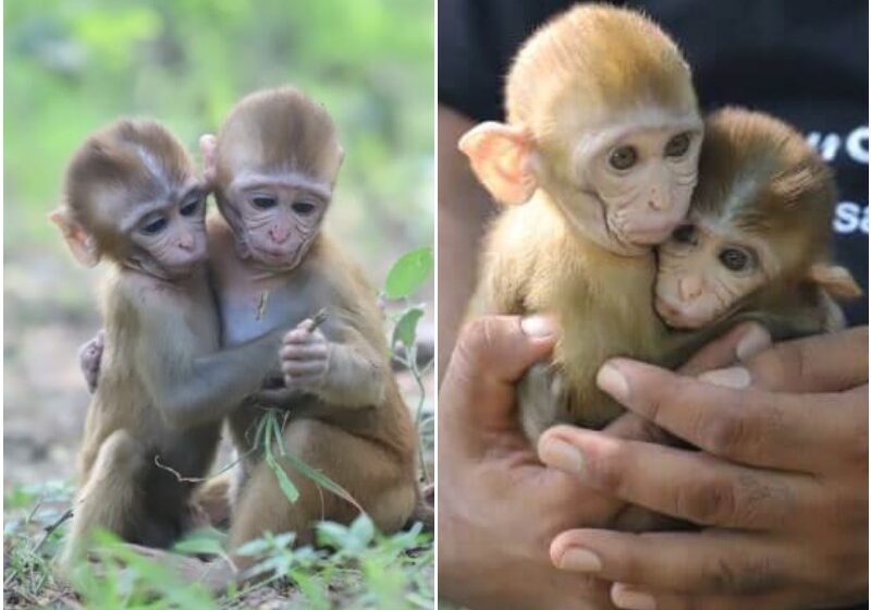  Orphaned Monkeys Cubs Heal Through Friendship