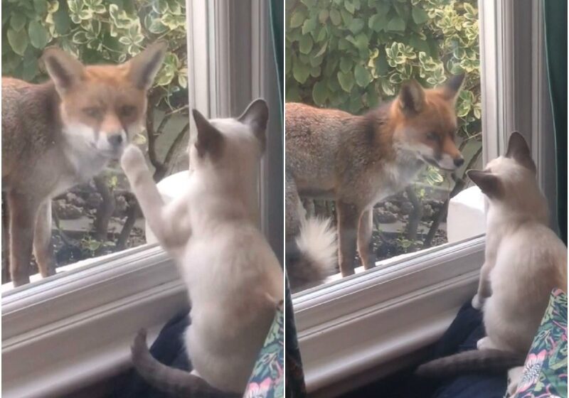  Wild Fox Befriends Little Kitten Through Window