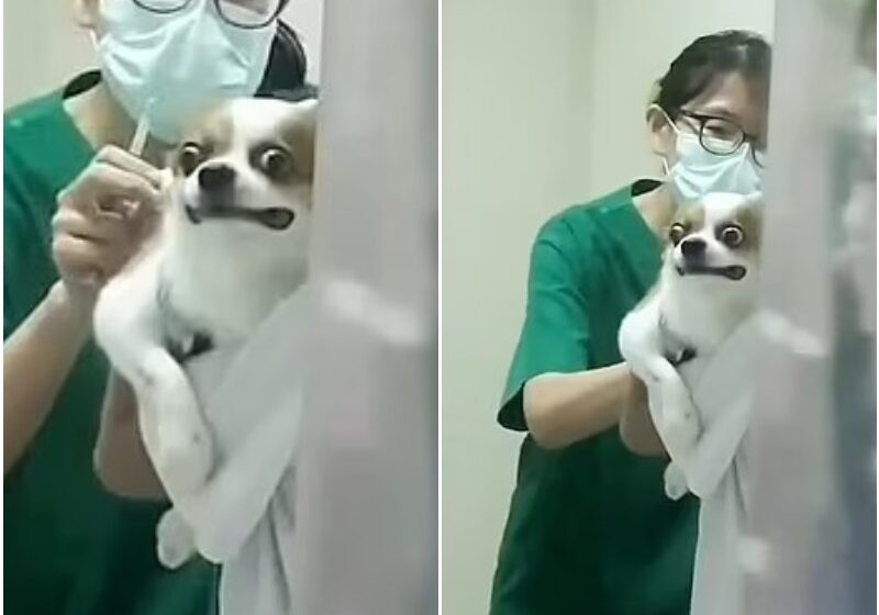  Chihuahua Makes Hilarious Face While Receiving Vaccination Jab