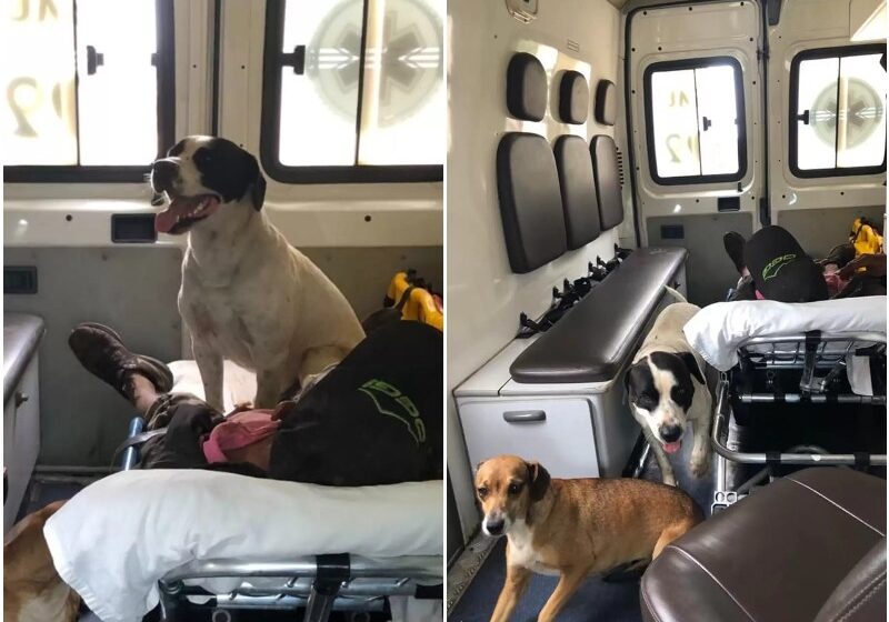  Dogs Insist On Riding In Ambulance Carrying Their Owner To The Hospital