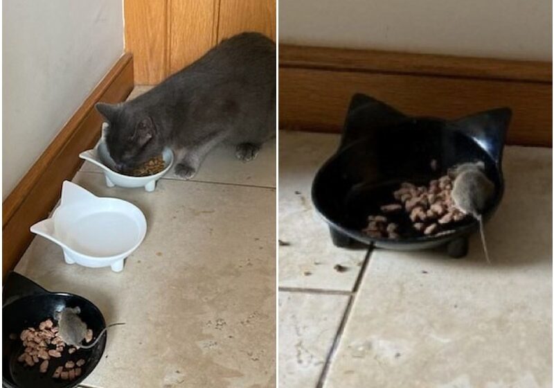  Adopted Cat Shares Her Dinner With Mouse She Brought In From The Garden