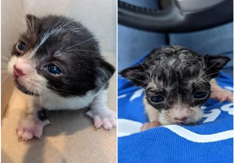  Tiny Kitten Drenched in Pouring Rain Grabs onto Woman and Strives for Better Life