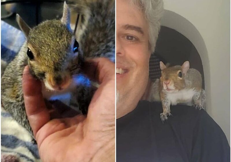  Baby Squirrel Chose This Man Instead Of Wilderness After Being Rejected By Her Mother, And The Internet Is Here For It