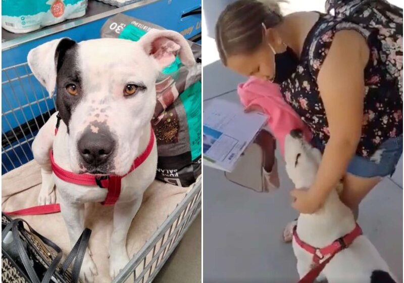  Little Girl Breaks Down In Tears After Mom Surprises Her With Shelter Dog She Saw Online