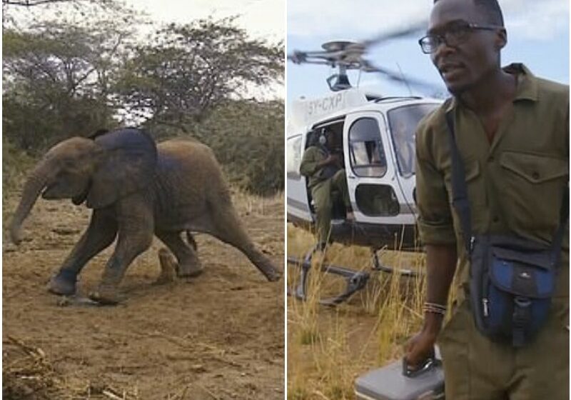  Heartwarming Moment: Vets Cut Elephant Calf Free From Cruel Poachers’ Snare In Kenya