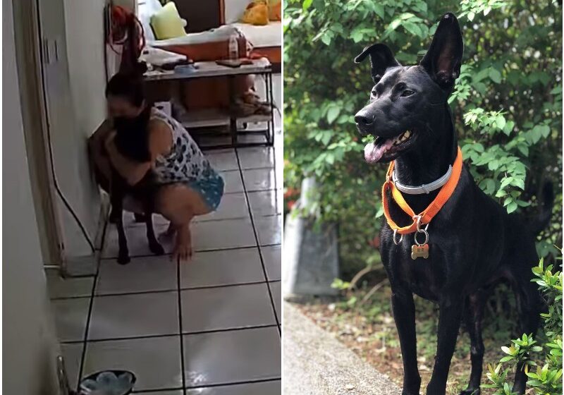  Camera Catches Woman’s Sweet Gesture For Dog When Earthquake Strikes