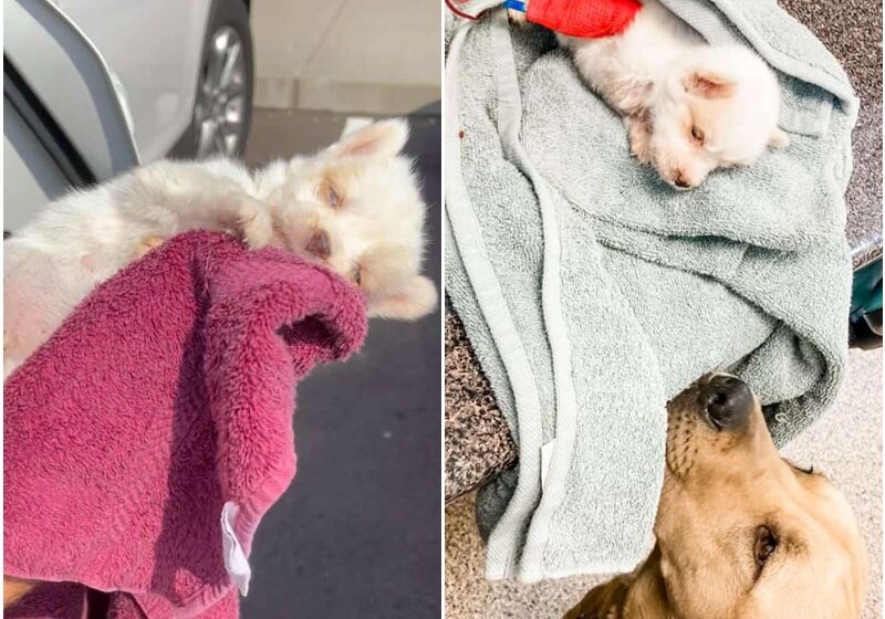  Sweet, Big Dog Checks On Tiny Puppy He Helped Bring Back To Life