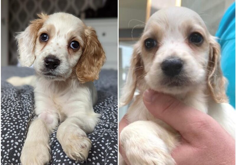  An Adorable Eight-Week-Old Puppy Has Been Found Dumped In Bin After Her Owner Gave Up On Her